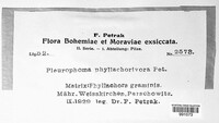 Pleurophoma phyllachorivora image